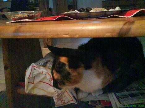 Blanding af racer cirkeline - jeg ligger oven på mors reklamer og hygger mig billede 3