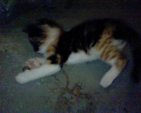 Blanding af racer cirkeline - er jeg ikke bare dejlig jeg er 6 uger her billede 4