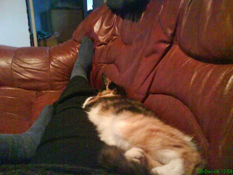 Blanding af racer cirkeline - jeg ligger lige og slapper af ved mor billede 5