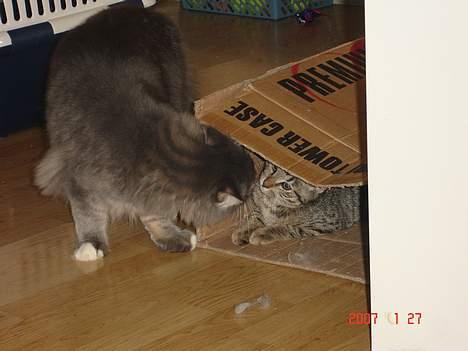 Blanding af racer Sprut - Valdemar vil gerne lege med lille Sprut... billede 13