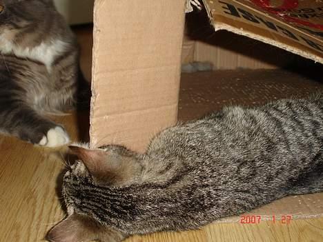 Blanding af racer Sprut - Hvor er du Valdemar??? billede 14