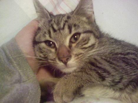 Blanding af racer Sprut - Vi nusser lige lidt... billede 15