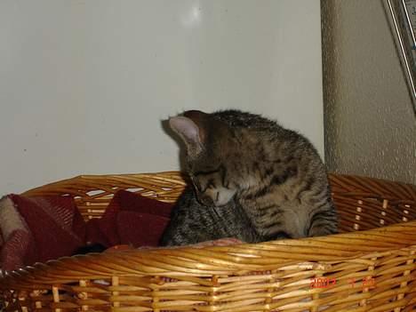 Blanding af racer Sprut - Mon hunden opdager jeg låner hendes kurv lidt?? billede 16