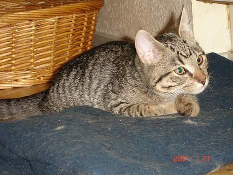 Blanding af racer Sprut - Sprut beder lige en lille aftenbøn... *GG* billede 17