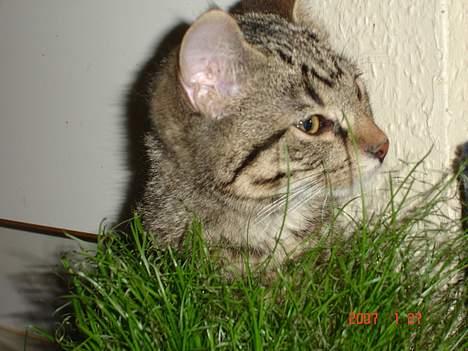 Blanding af racer Sprut - Titte bøh! billede 18