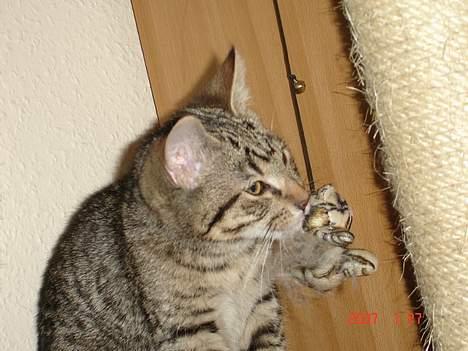 Blanding af racer Sprut - gad vide om man kan lege med den?? billede 19