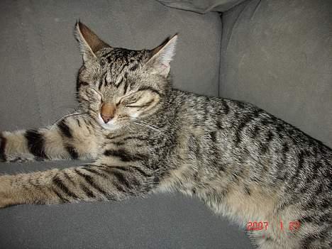 Blanding af racer Sprut - En tiltrængt lur efter en lang dags leg med Valdemar... billede 20