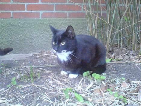 Blanding af racer Tjalfe  - Væk - Velkommen til Tjalfes profil billede 1