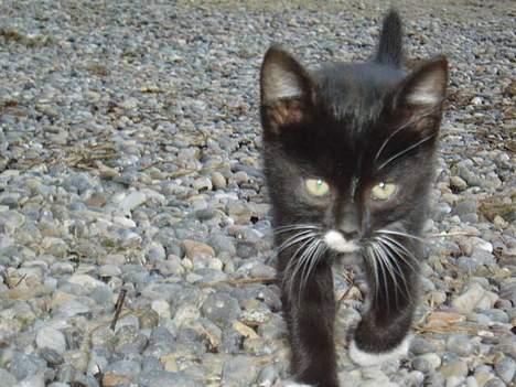 Blanding af racer Tjalfe  - Væk - Nu kommer jeg  billede 2