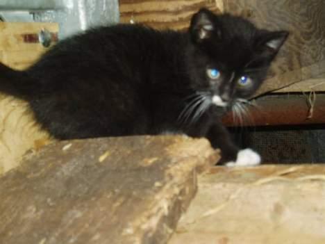 Blanding af racer Tjalfe  - Væk - Nuuh er jeg ikke sød billede 3