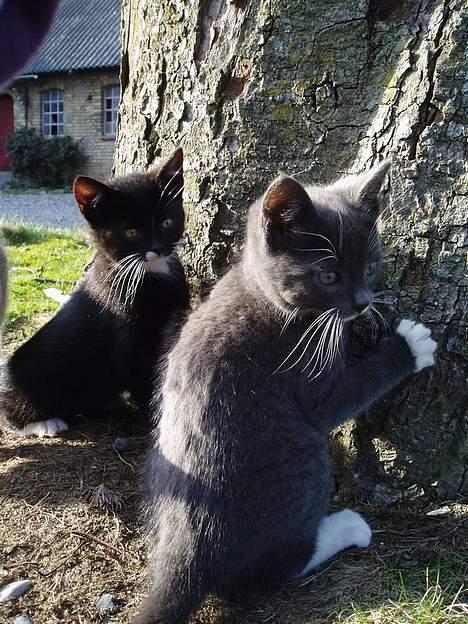 Blanding af racer Tjalfe  - Væk - Mig bagerst og min bror Rofus  billede 4