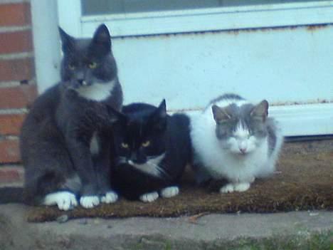 Blanding af racer Tjalfe  - Væk - Mig i midten  billede 5