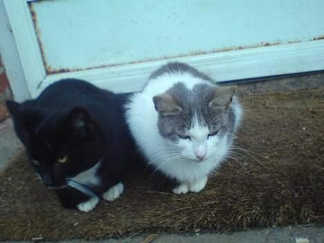 Blanding af racer Tjalfe  - Væk - Mig ved siden af Beauty billede 6