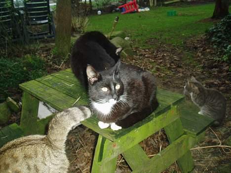 Blanding af racer Tjalfe  - Væk - Hej hej billede 7