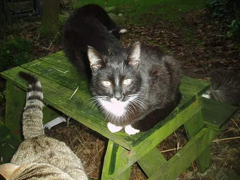 Blanding af racer Tjalfe  - Væk - Jeg er så smuuk billede 8