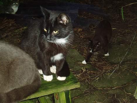 Blanding af racer Tjalfe  - Væk - hoov hvad var det ? billede 9