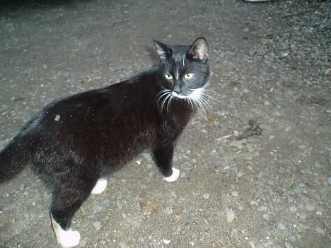 Blanding af racer Tjalfe  - Væk - tutte luu billede 10