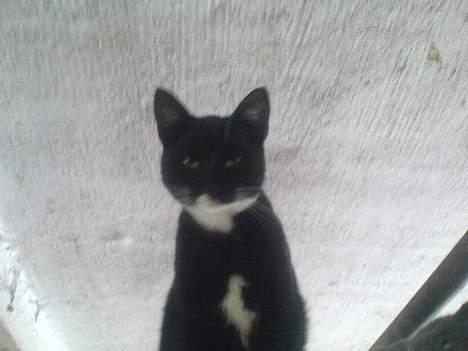 Blanding af racer Tjalfe  - Væk - hej dernede billede 11