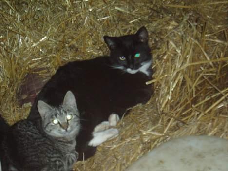 Blanding af racer Tjalfe  - Væk - mig og en af mine andre venner ;P man ligger godt i halmen ! ;D billede 12