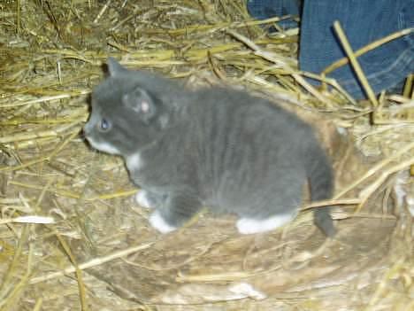 Blanding af racer Rofus  - væk billede 2