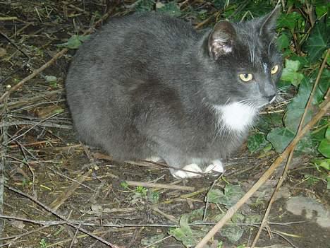 Blanding af racer Rofus  - væk billede 3