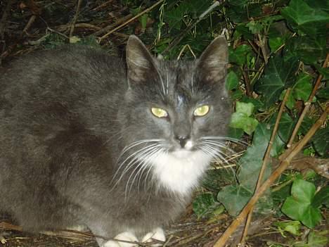 Blanding af racer Rofus  - væk billede 4