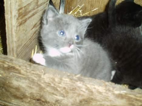 Blanding af racer Rofus  - væk billede 5