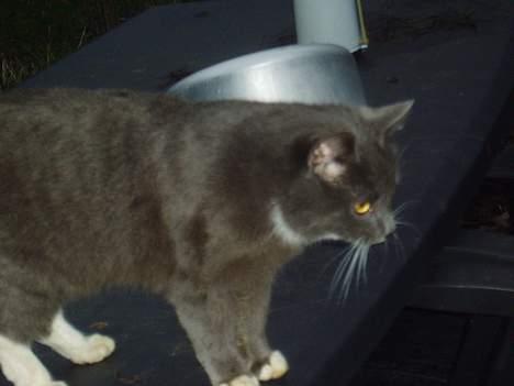 Blanding af racer Rofus  - væk billede 8