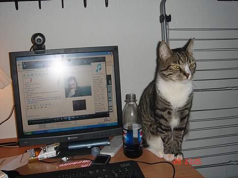 Huskat mulle billede 9