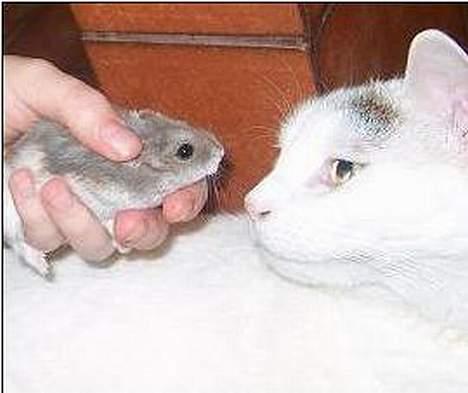 Huskat Elvis - R.I.P. smukke <3 - uuuhhhhhmmmmmmmm.....Ludvig + Elvisk/Selvisk/Slesvig/Etnisk....... billede 13