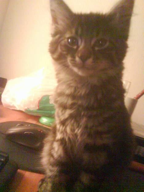 Blanding af racer Napolion - Mit første billed af Napoleon alene. billede 1