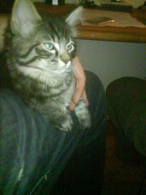 Blanding af racer Napolion billede 2