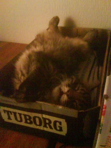 Blanding af racer Napolion - En af napoleons yndlings beskæftigelser er at sove, helst så akarvet som muligt så sover man bedst billede 3