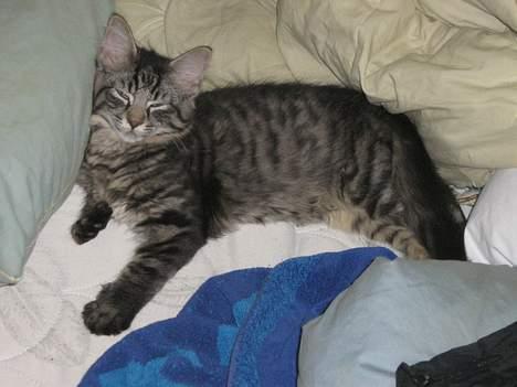 Blanding af racer Napolion - "Ku´ jeg ik få bare lige en time mere? "  billede 4