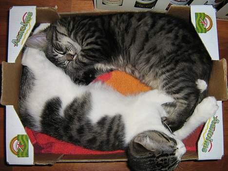 Blanding af racer Napolion - Napoleon og hans bror Alexander sover  billede 5