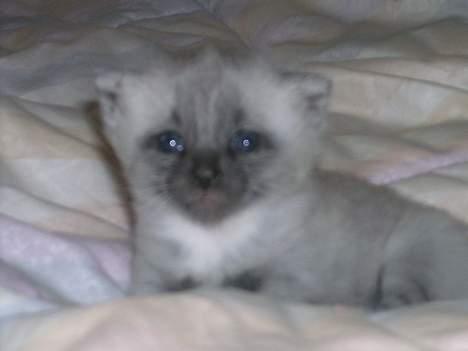 Huskat Totti - Er ikk lille?<3 billede 14