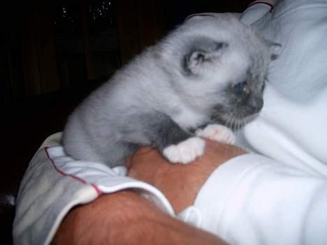 Huskat Totti - Uhh... Det ser spændene ud:D<3 billede 15