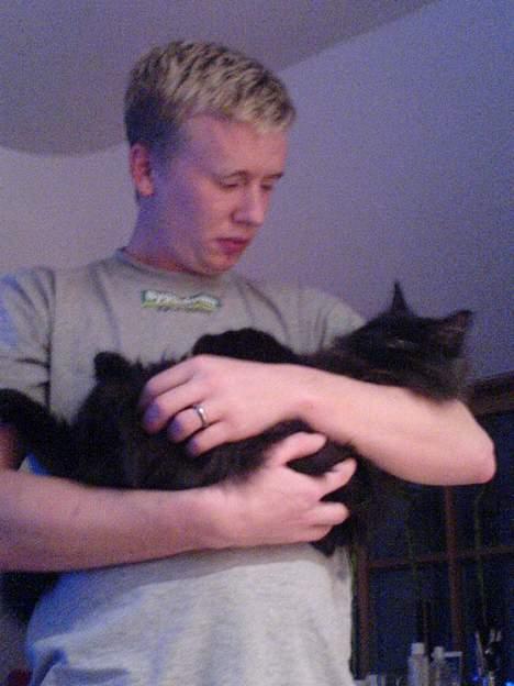 Norsk Skovkat Faust billede 7