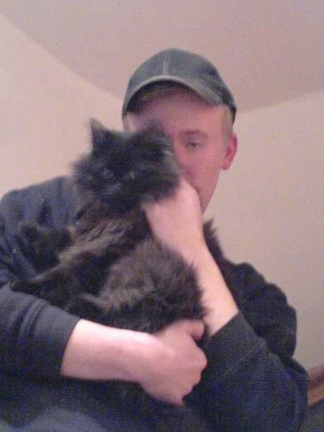 Norsk Skovkat Faust billede 8