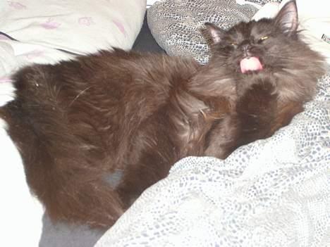 Norsk Skovkat Faust billede 10