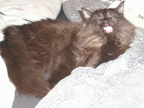 Norsk Skovkat Faust billede 11