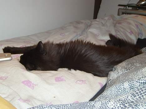 Norsk Skovkat Faust billede 12