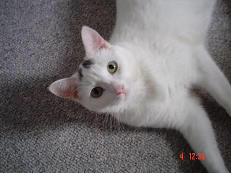 Huskat missi - er bare helt flad efter al den leg.. billede 1