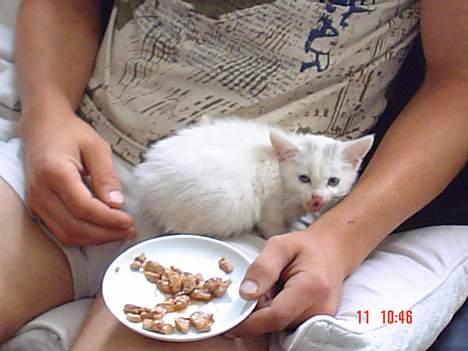 Huskat missi - hva glor i på...?  billede 2