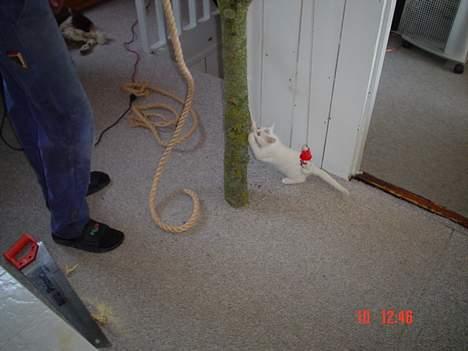 Huskat missi - lækker et sted til at kradse mine klør...  billede 4