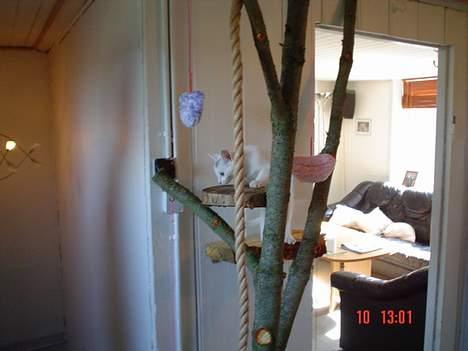 Huskat missi - er helt vild med mit kradse træ.. billede 5