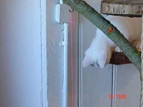 Huskat missi - nøøøjj billede 7