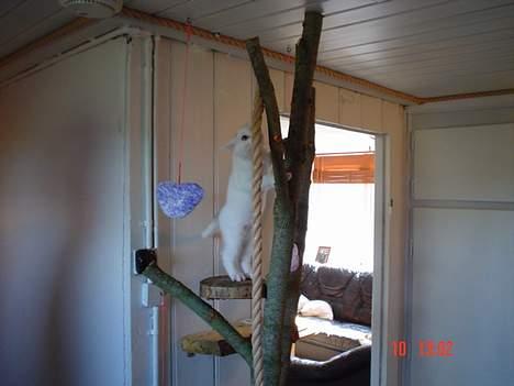 Huskat missi - flot.... billede 8