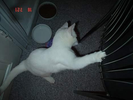 Huskat missi - min stol... billede 9