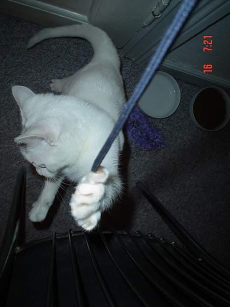 Huskat missi - elsker at lege.. billede 10